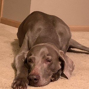 Meet your Posher, Lucy